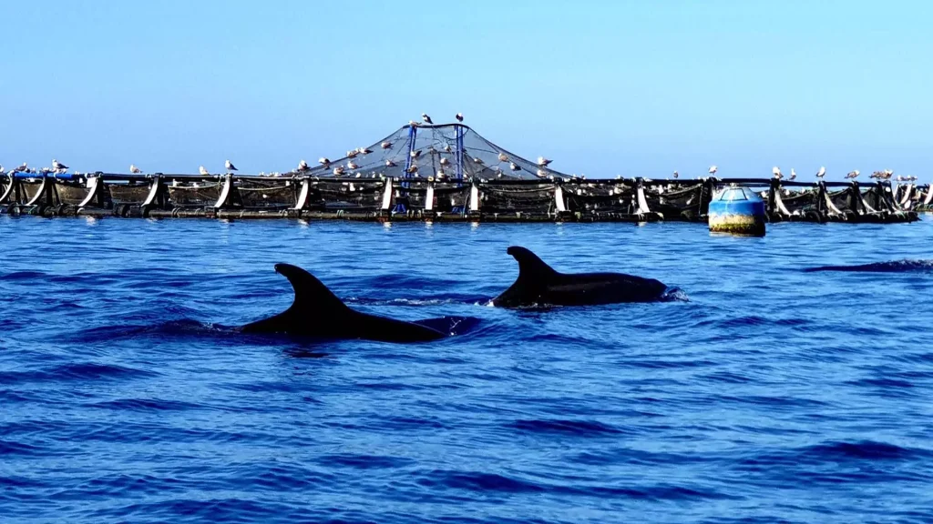 kayaking-los-cristianos-dolphins-turtles-family