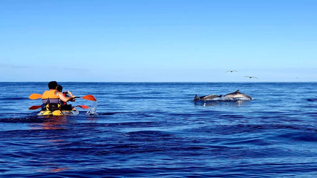 kayaking-los-cristianos-dolphins-turtles-family-care-about-nature